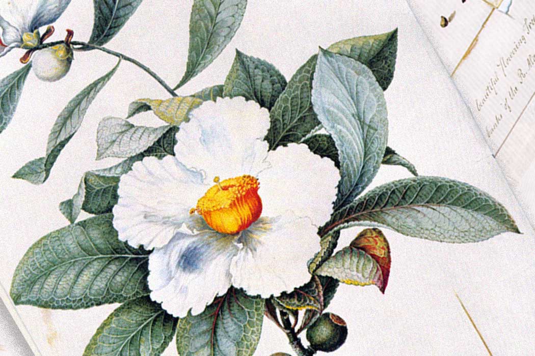 Flower of Franklinia alatamaha by William Bartram (1782)
