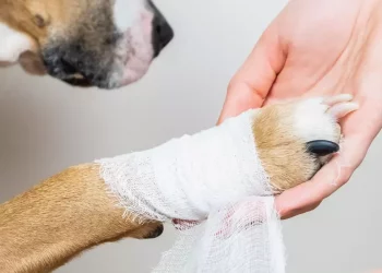 Summer Travels with Pets // Life-Saving First Aid Preparedness